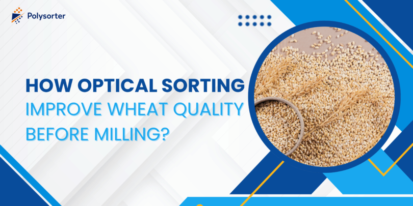How Optical Sorting Improve Wheat Quality Before Milling